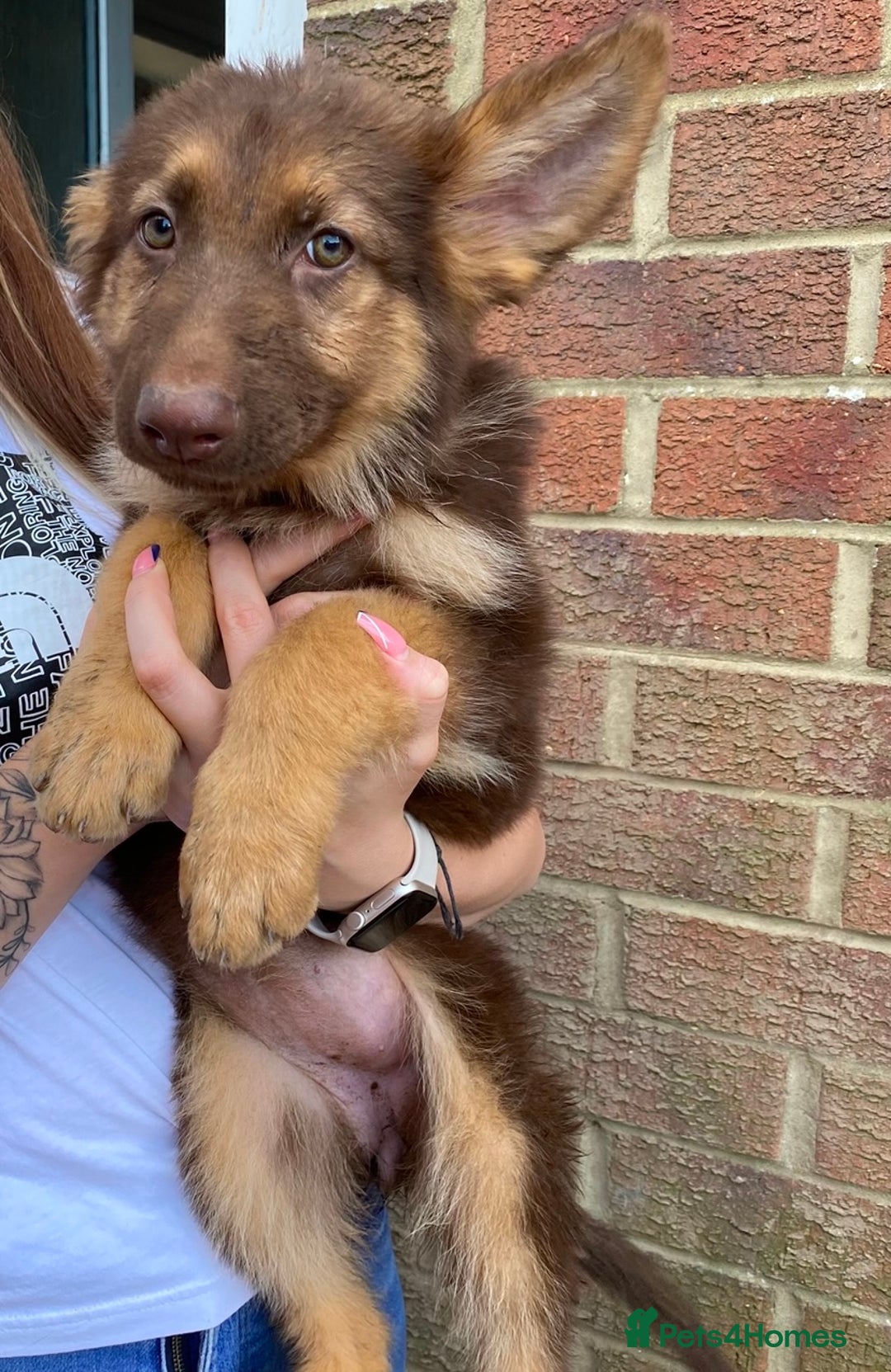 German Shepherd dogs for sale: Liver and tan German shepherds - Image 1