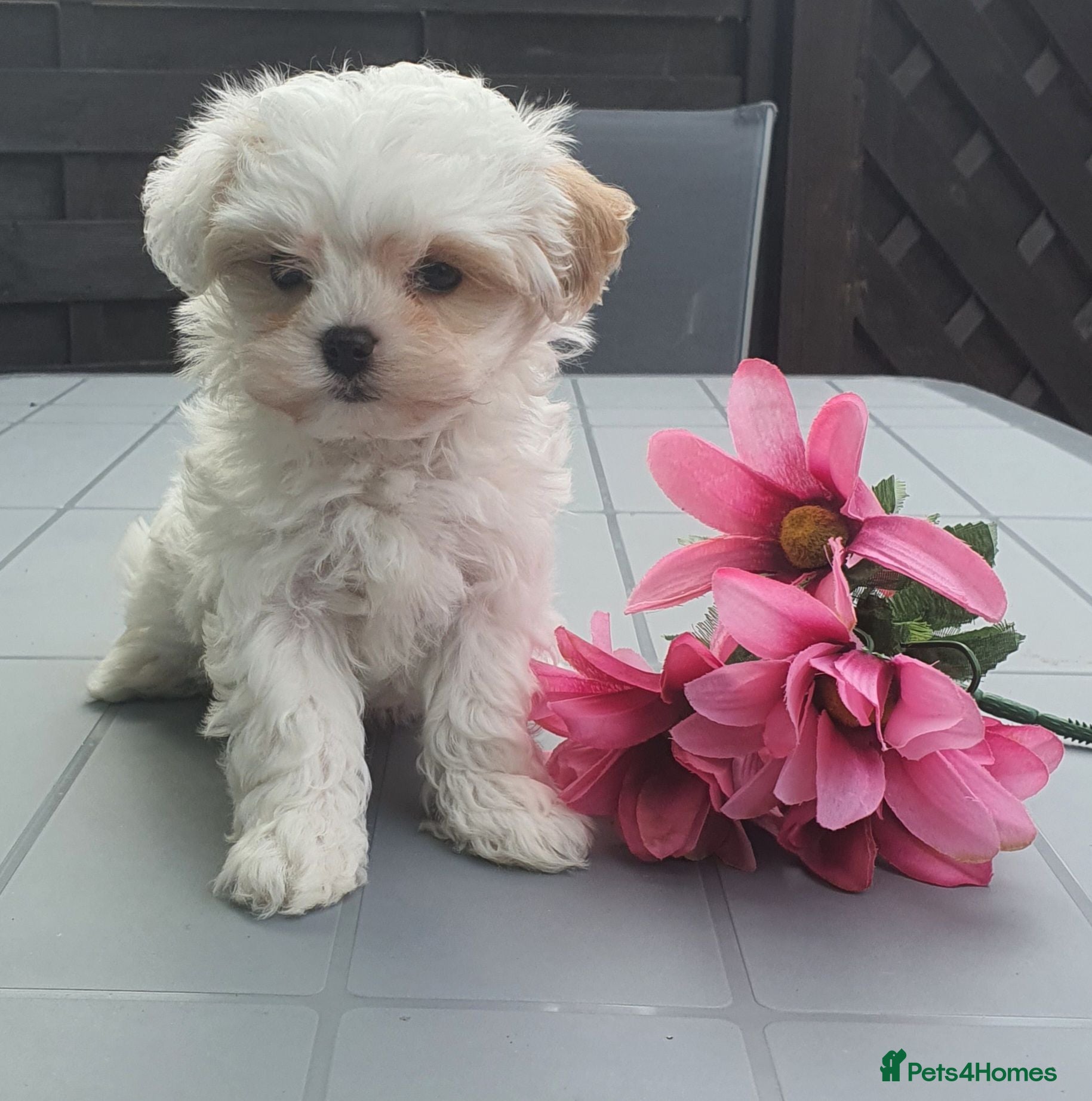Maltipoo dogs F1 Korean Toy Maltipoo, Dna health tested mum - Advert 15