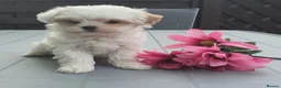 Maltipoo dogs for sale: F1 Korean Toy Maltipoo, Dna health tested mum - Advert 8
