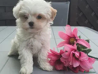Maltipoo dogs F1 Korean Toy Maltipoo, Dna health tested mum - Advert 15