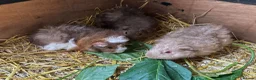 Guinea Pig rodents for sale: 🐹 Stunning Alpaca Guinea Pigs – 3 Male Brothers  - Advert 6