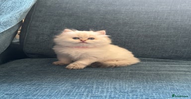 British Longhair cats - Advert 3