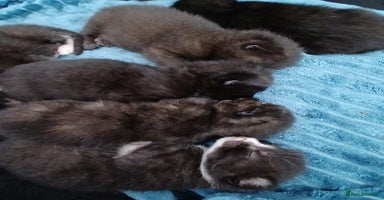 Mixed Breed cats - Advert 15