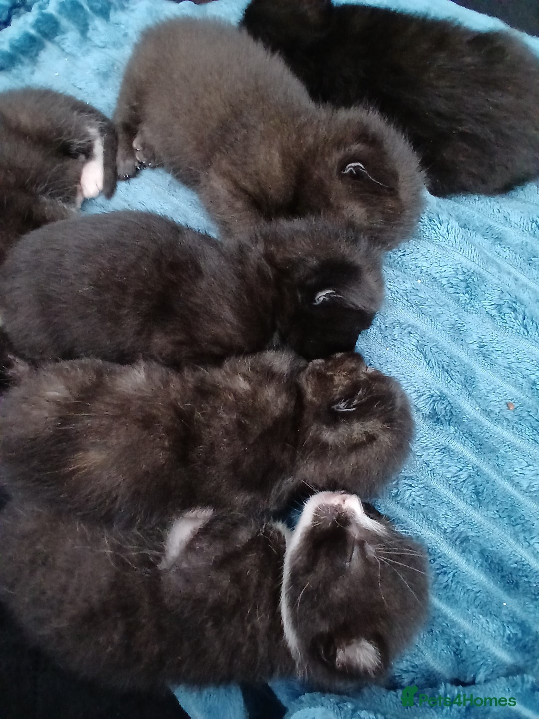 Mixed Breed cats for sale: Beautiful  kitten for sale  - Image 3