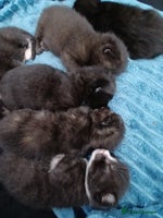 Mixed Breed cats - Advert 8