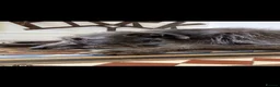 Lurcher dogs for sale: Lurcher puppy in Okehampton - Advert 7