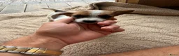Jack Russell dogs for sale: Short legged, smooth coat/long coat jack russels in Burton-on-Trent - Advert 3