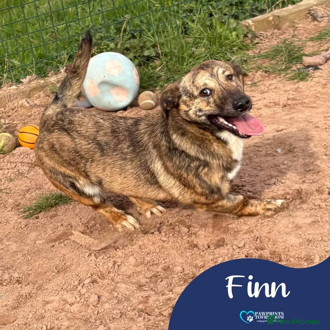 Mixed Breed dogs for adoption: Meet Finn, currently residing in Cheshire  in Nantwich - Advert 1