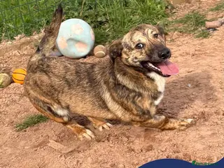 Mixed Breed dogs Meet Finn, currently residing in Cheshire - Advert 1