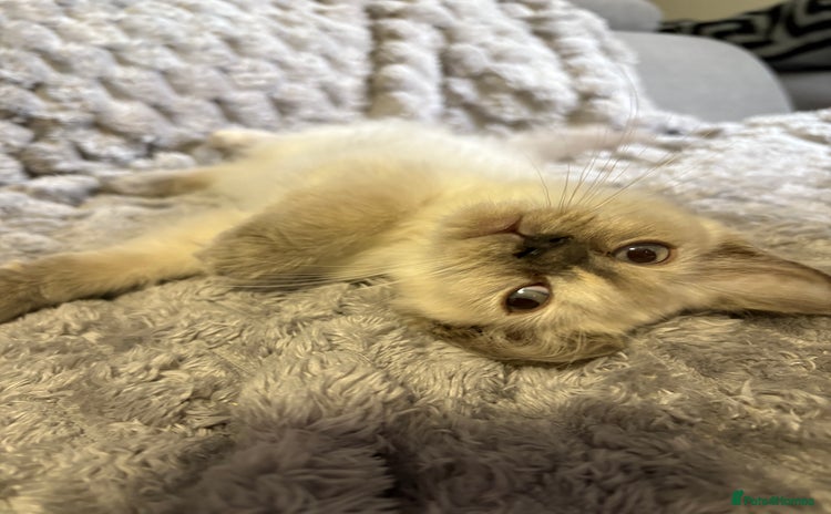 Ragdoll cats - Advert 1