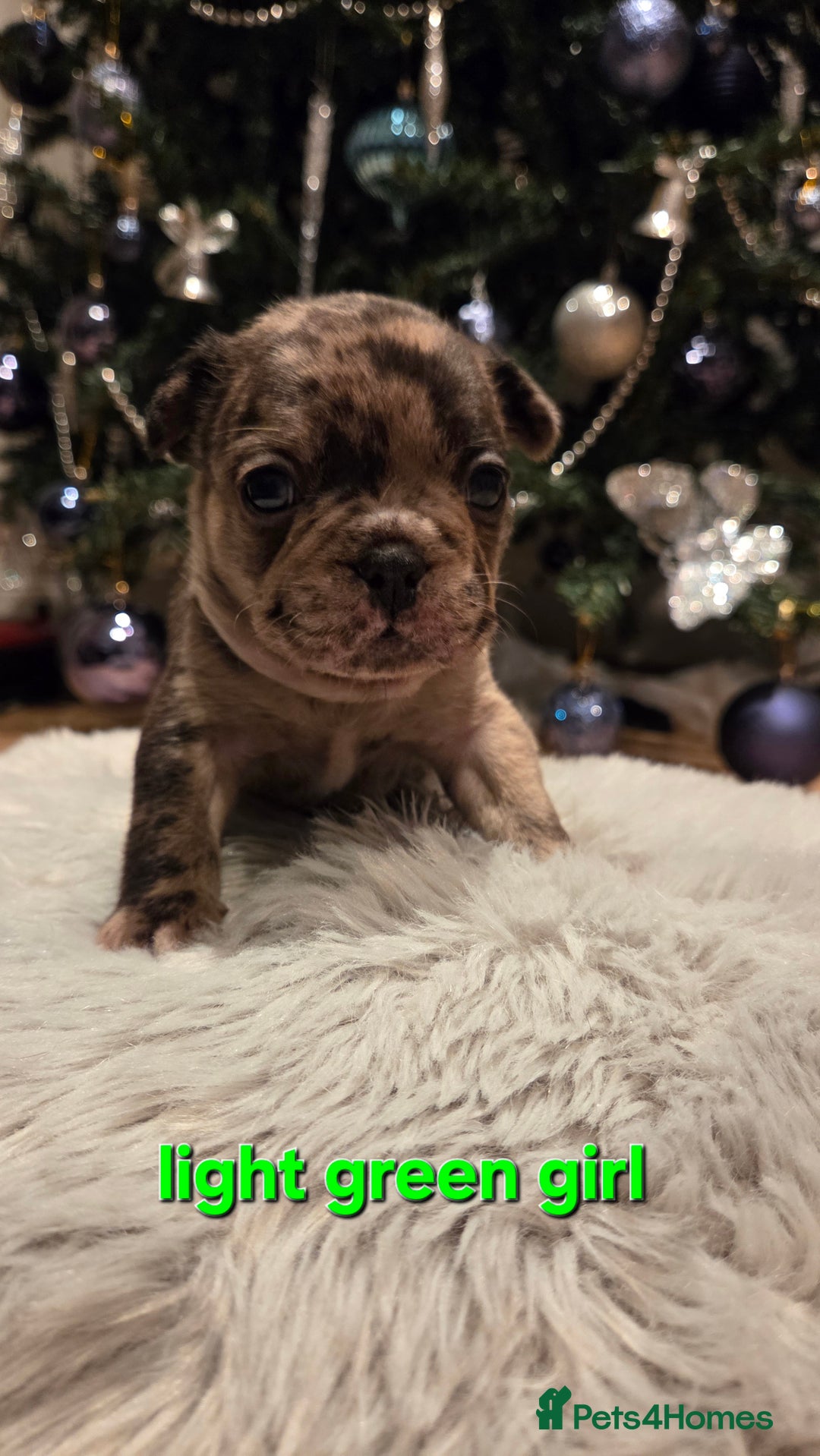 French Bulldog dogs for sale: Adorable French Bulldog puppies  - Advert 3