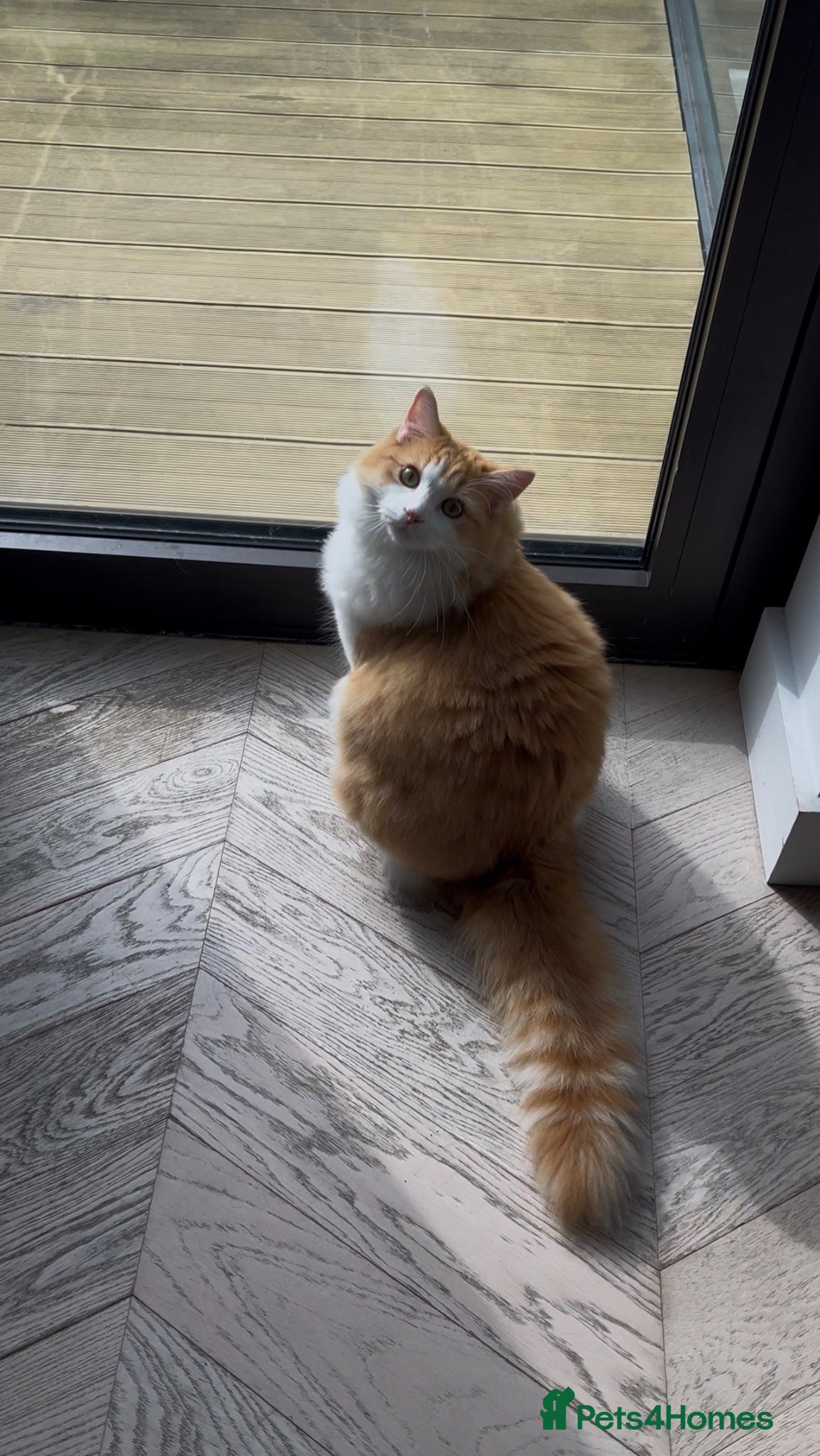 Mixed Breed cats Cream and white mixed Ragdoll Boy - Advert 1