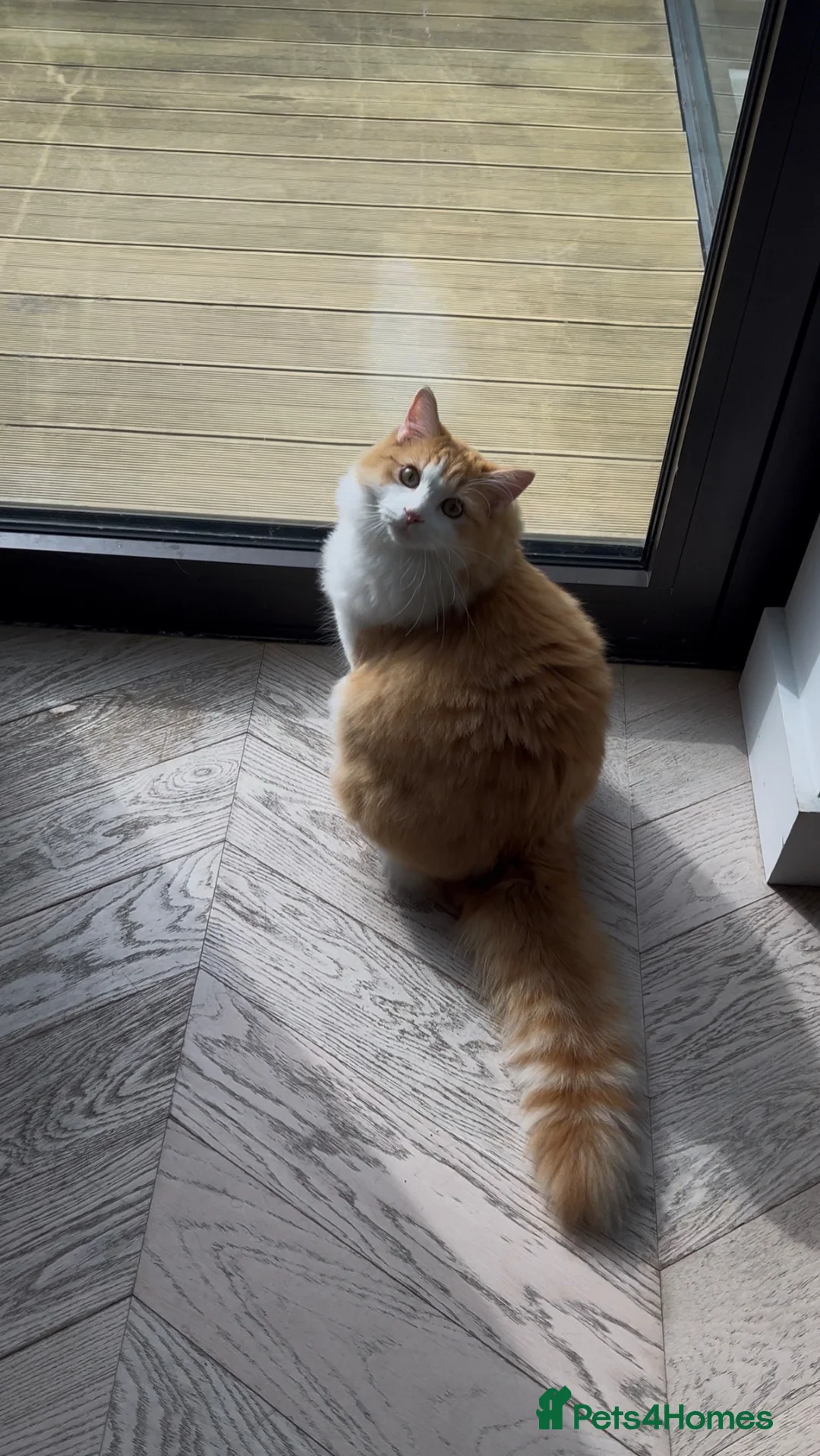 Mixed Breed cats for sale: Cream and white mixed Ragdoll Boy - Advert 1