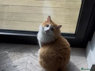 Mixed Breed cats Cream and white mixed Ragdoll Boy - Advert 1