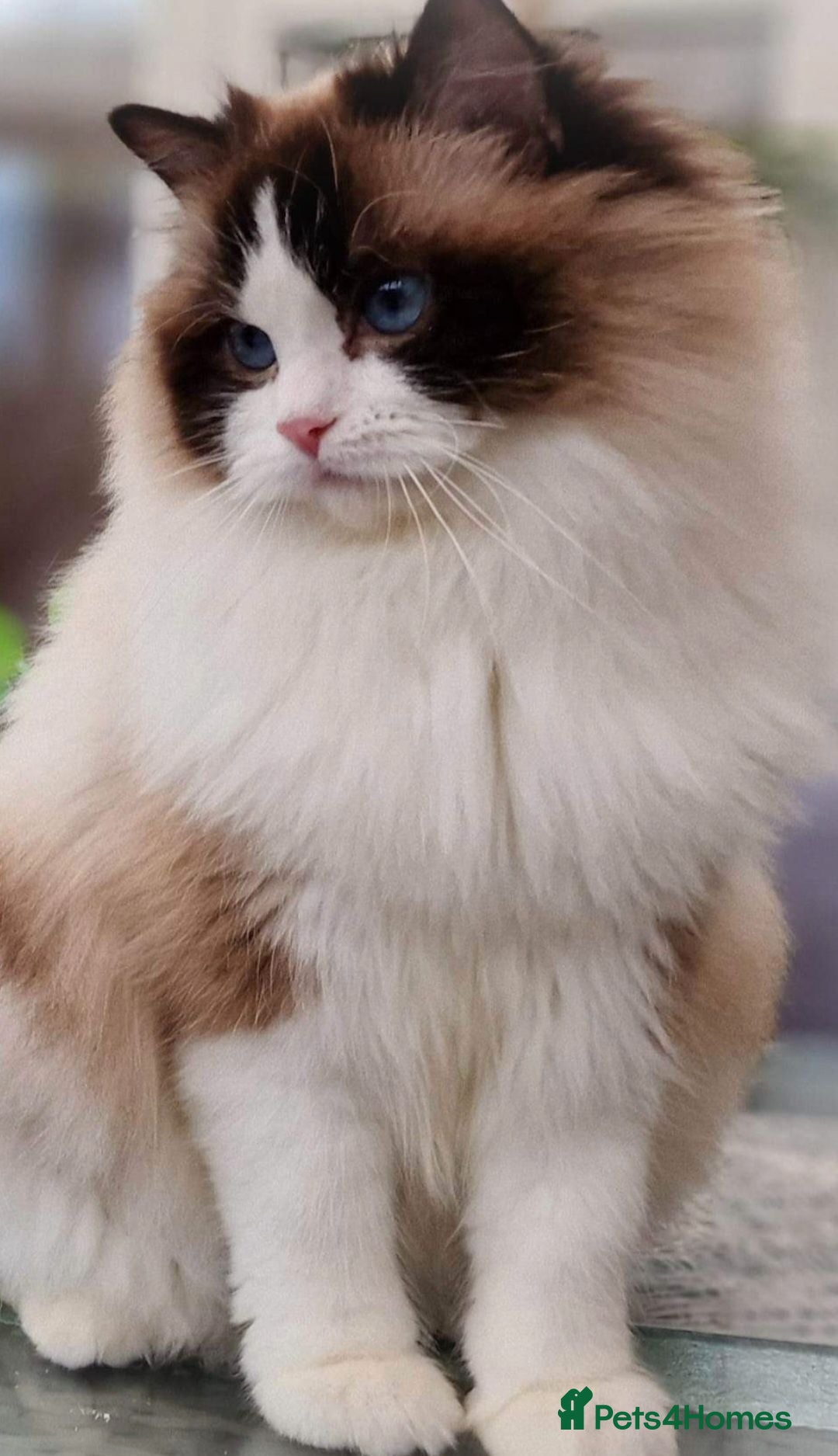 Ragdoll cats 🥰🎀 2 Stunning retired Queens top European lines - Advert 2