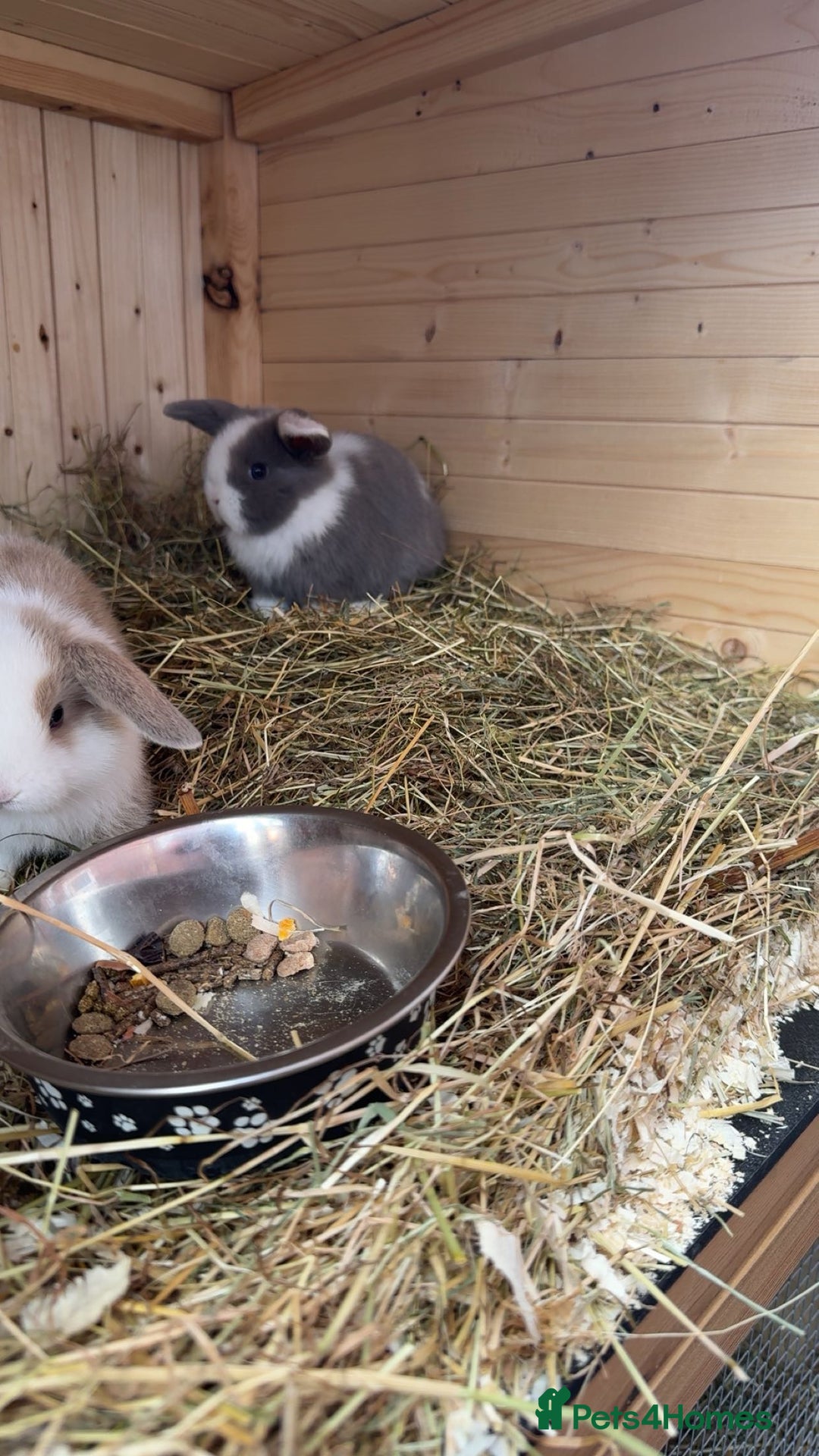 Mini Lop rabbits for sale: Mini lop bunny’s  - Image 7