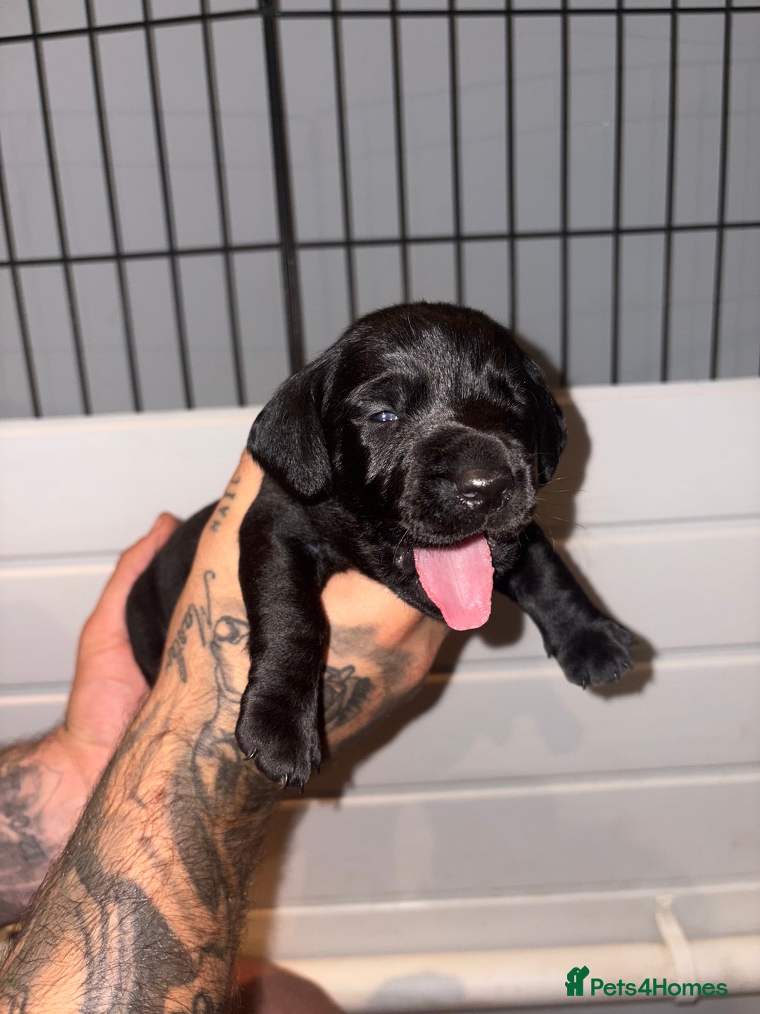 Labradoodle dogs for sale: Stunning labradoodle puppies  - Image 14