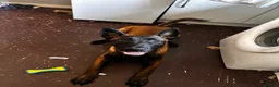 Belgian Shepherd Dog dogs for sale: 8 month old male Malinois  in Birmingham - Advert 2