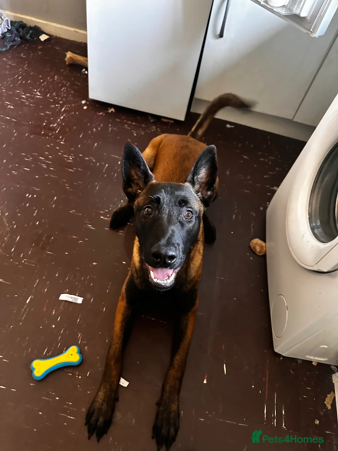 Belgian Shepherd Dog dogs for sale: 8 month old male Malinois  in Birmingham - Advert 2