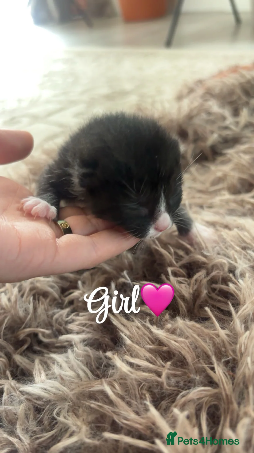 LaPerm cats for sale: Laperm kittens for sale🌸 - Advert 2