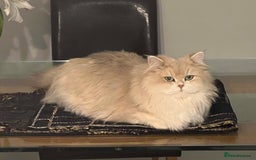 British Longhair cats for sale: Lilac golden shaded kittens (cy12) - Image 18