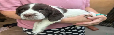 English Springer Spaniel 1