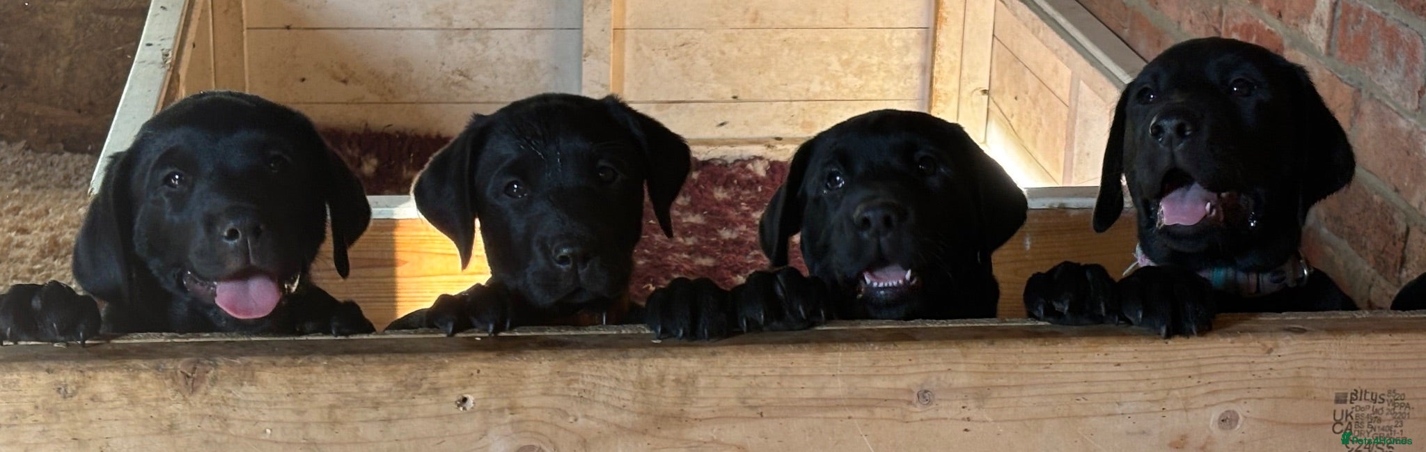 Labrador Retriever dogs KC Reg, FtCh, Bold and Confident Black Lab pups - Advert 1