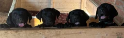 Labrador Retriever dogs for sale: KC Reg, FtCh, chunky confident Black Lab pups - Advert 5