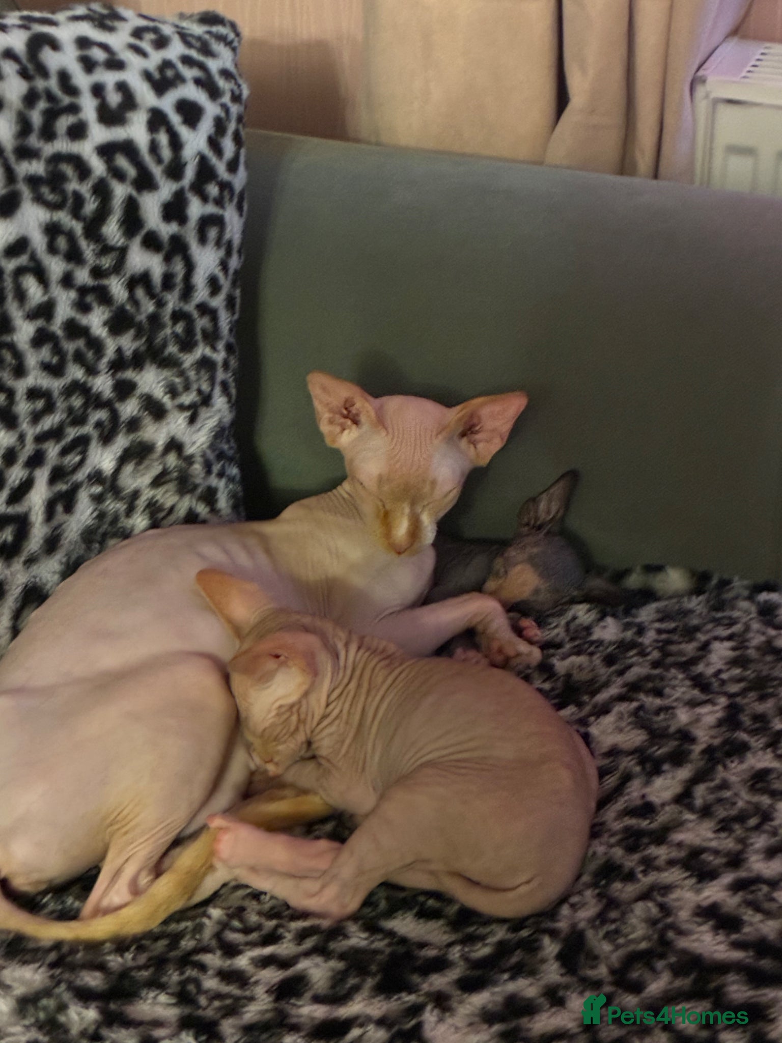 Sphynx cats One last remaining kitten ready to go asap - Advert 1