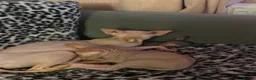 Sphynx cats for sale: One last remaining kitten ready to go asap - Advert 1