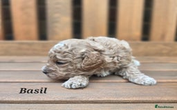 Cavapoo dogs for sale: Miniature cavapoo f1bb puppies - Image 15