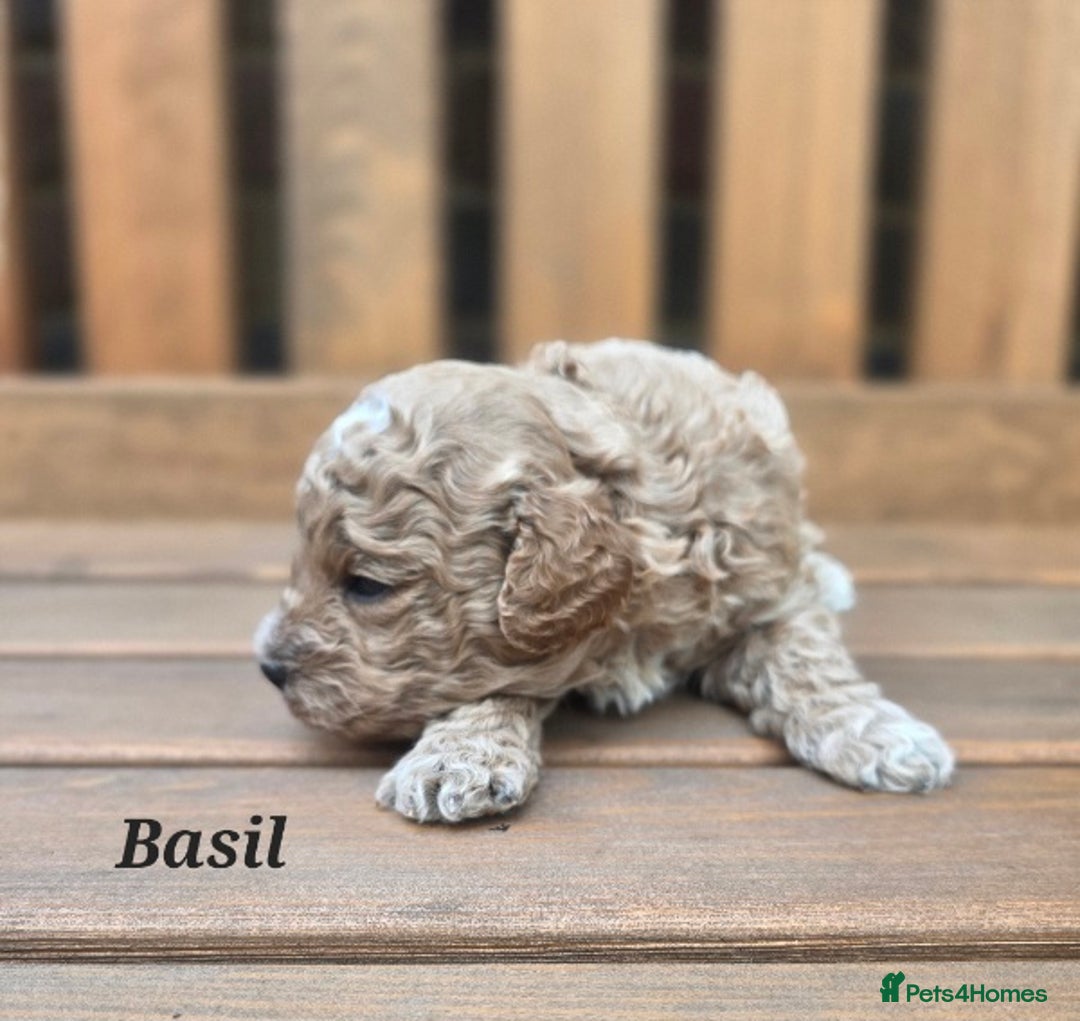 Cavapoo dogs for sale: Miniature cavapoo f1bb puppies - Image 15