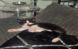 Mixed Breed cats for sale: Male kittens 10 weeks old - Image 1