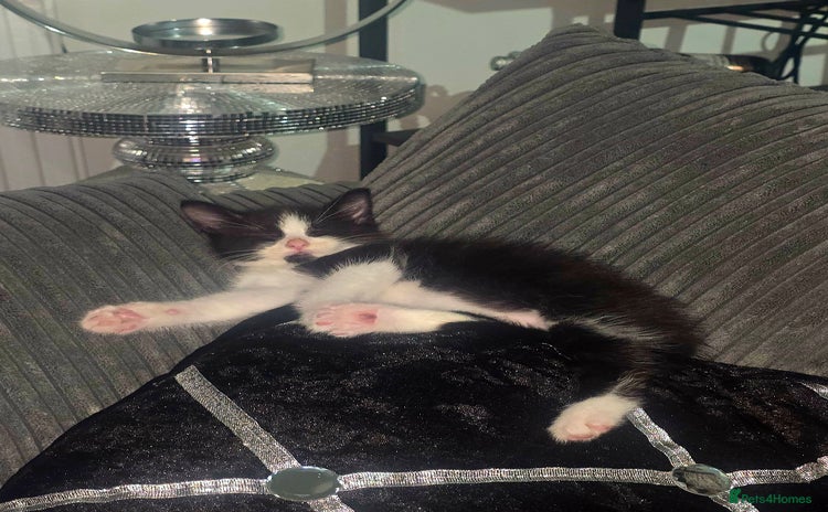 Mixed Breed cats - Advert 6