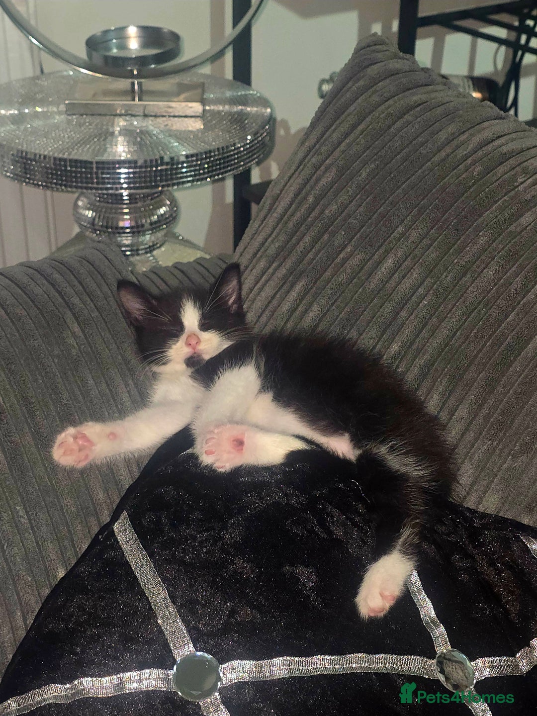 Mixed Breed cats for sale: Male kittens 10 weeks old - Image 1