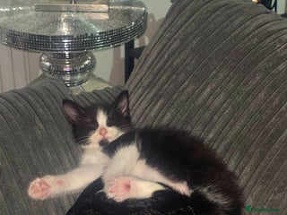 Mixed Breed cats for sale - Advert 1