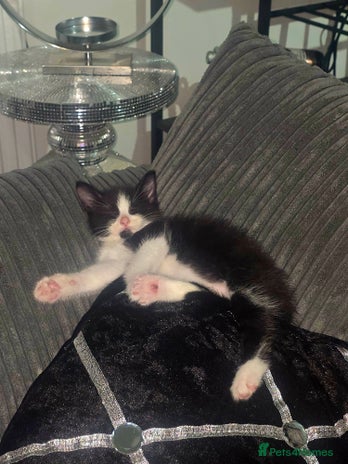 Mixed Breed cats - Advert 1