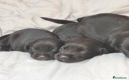 Borador dogs for sale: Male Borador Pups - Image 1