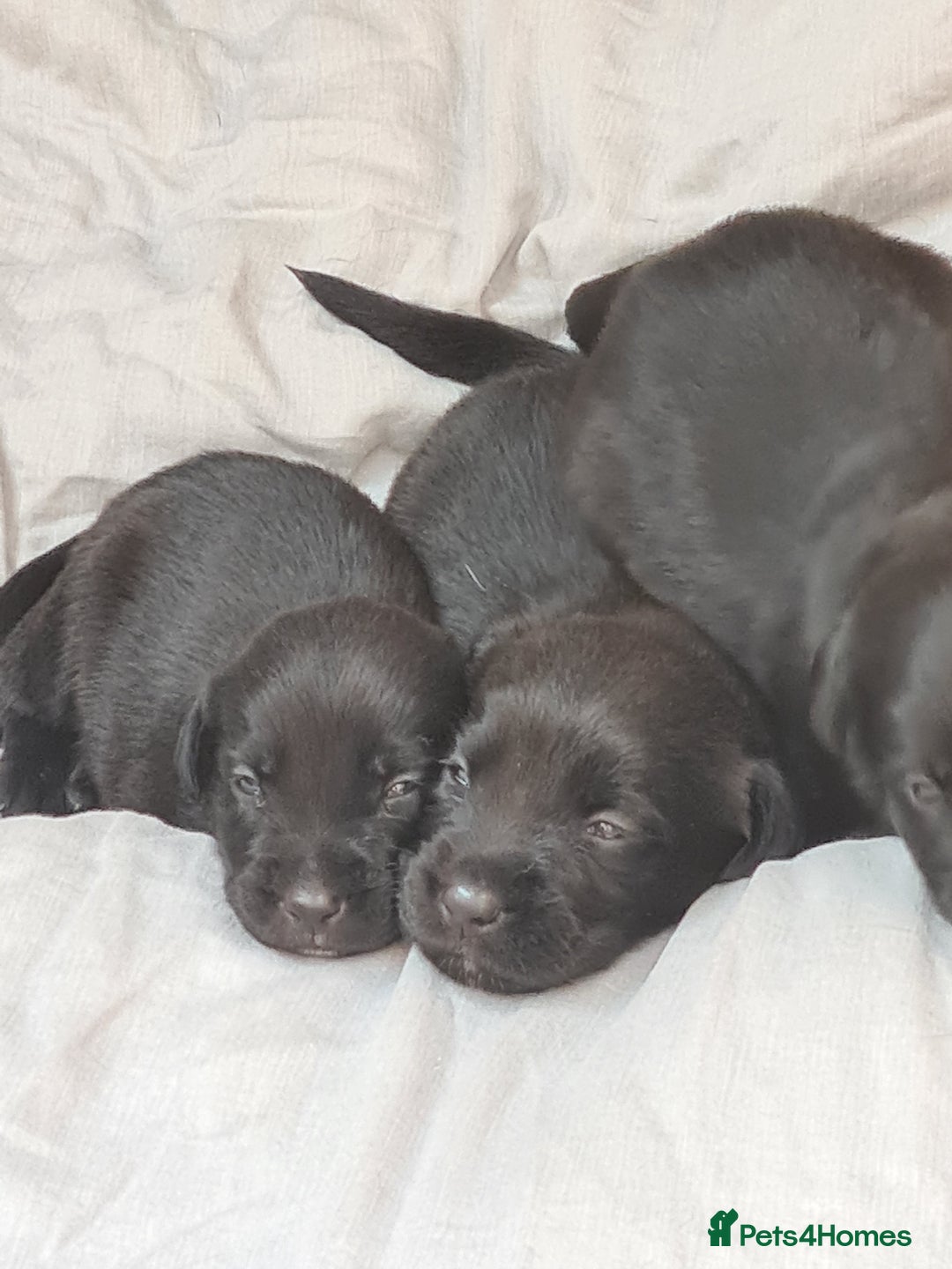 Borador dogs for sale: Male Borador Pups - Image 1