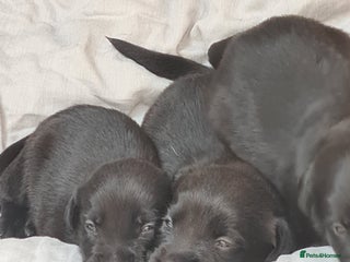 Borador dogs - Advert 22