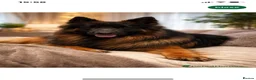 German Shepherd dogs for sale: LARGE KC BIG BONE PUPPIES  in Cheadle - Advert 11