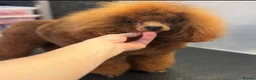 Toy Poodle dogs for sale: KC Registered Red Toy Poodle Boys  - Advert 3