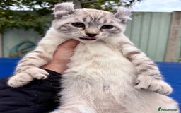 Savannah cats for sale: Breath taking wild looking girl  - Image 10