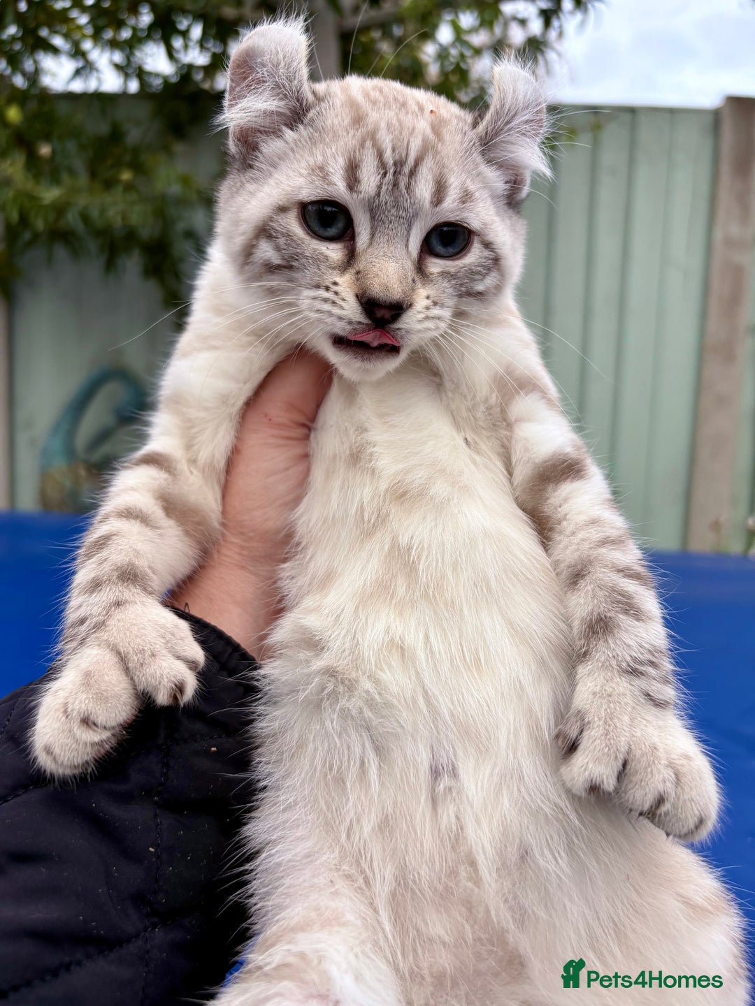 Savannah cats for sale: Breath taking wild looking girl  - Image 10