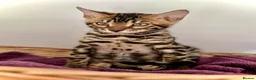 Bengal cats for sale: Ready now quality Bengal kittens TICA reg  - Advert 15