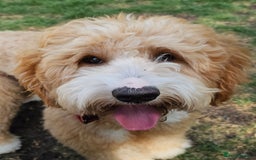 Australian Labradoodle dogs for stud: HIP 0/0 ELBOW 0/0! 100% AUSTRALIAN LABRADOODLE - Image 2