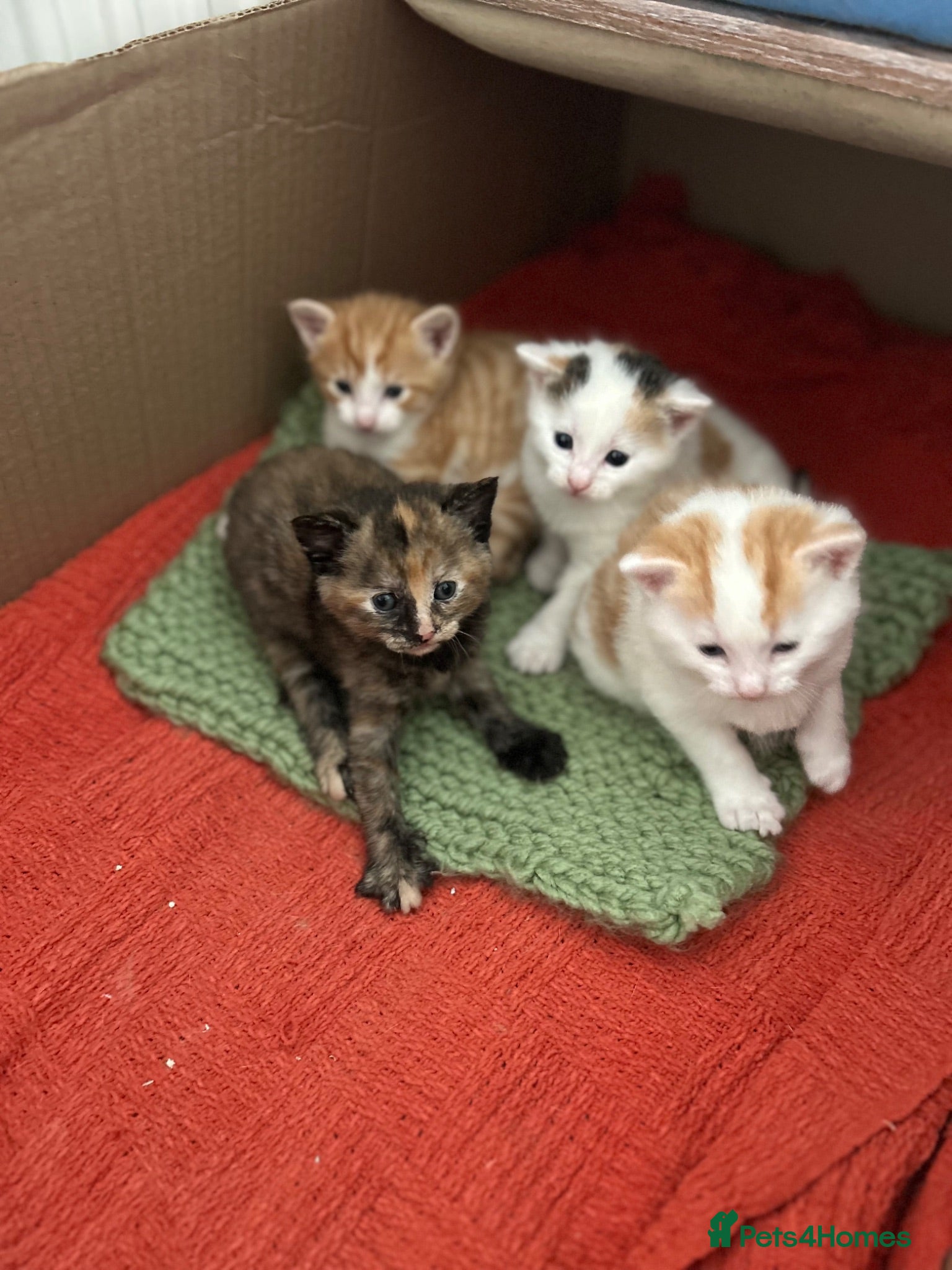 Mixed Breed cats Kittens - Advert 4