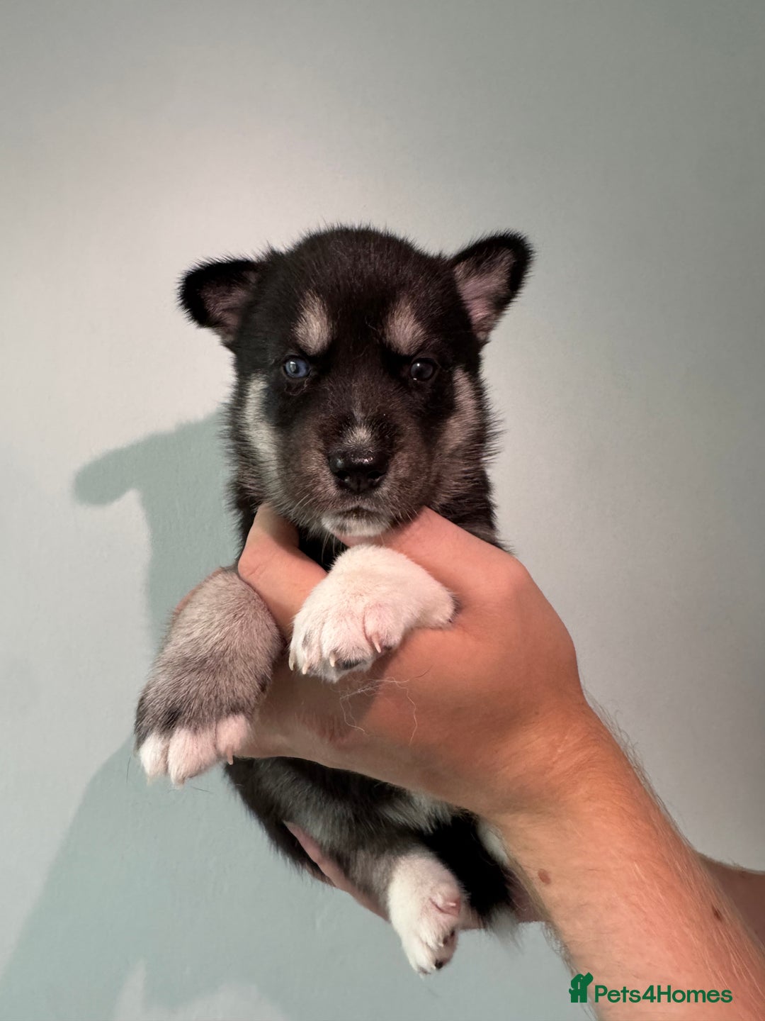 Siberian Husky dogs for sale: Beautiful Chunky Siberian Husky Puppies  - Image 32