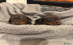 Miniature Dachshund dogs for sale: Miniature dachshunds  - Image 2