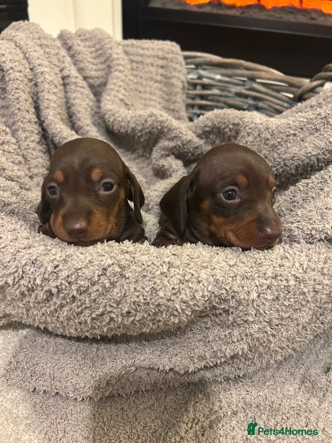 Miniature Dachshund dogs for sale: Miniature dachshunds  - Image 2